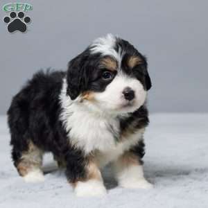 Rose, Mini Bernedoodle Puppy